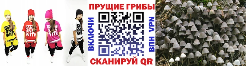 Псилоцибиновые грибы Cubensis Купить Старый Крым